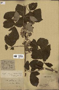 spécimen de Rubus collinus