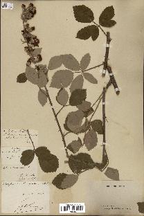 spécimen de Rubus coarctatus