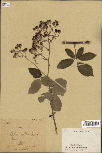 spécimen de Rubus collicola