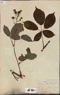 spécimen de Rubus clethrophilus