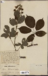 spécimen de Rubus clethrophilus