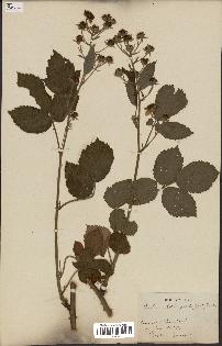 spécimen de Rubus clethrophilus