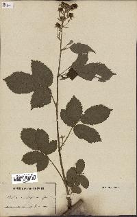 spécimen de Rubus clethrophilus