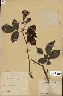 spécimen de Rubus clethrophilus