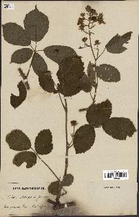 spécimen de Rubus clethrophilus