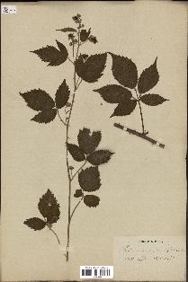 spécimen de Rubus insectifolius