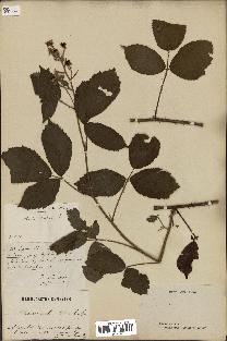 spécimen de Rubus insectifolius