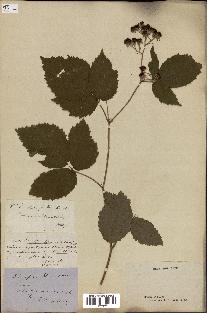 spécimen de Rubus insectifolius