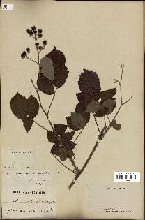 spécimen de Rubus insectifolius