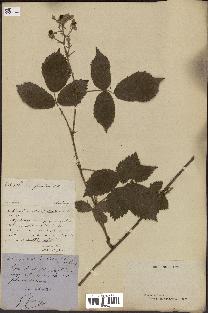 spécimen de Rubus insectifolius