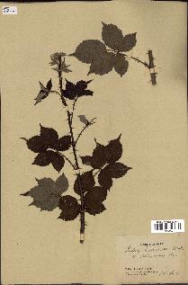 spécimen de Rubus incarnatus