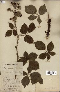 spécimen de Rubus incarnatus