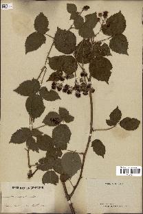 spécimen de Rubus immitis