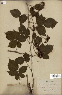 spécimen de Rubus immitis