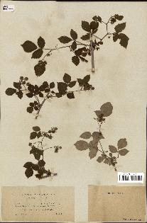 spécimen de Rubus idaeus