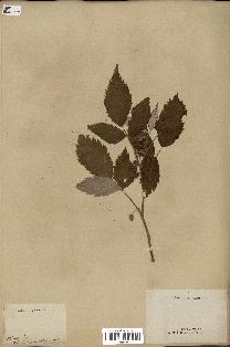 spécimen de Rubus idaeus