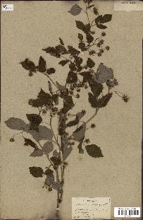 spécimen de Rubus idaeus