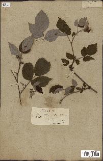 spécimen de Rubus idaeus