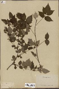 spécimen de Rubus idaeus