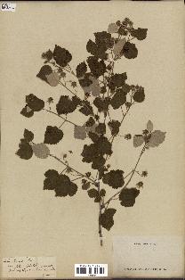 spécimen de Rubus idaeus