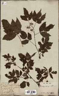 spécimen de Rubus idaeus