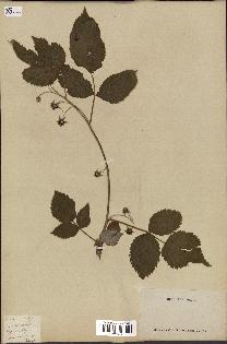 spécimen de Rubus idaeus