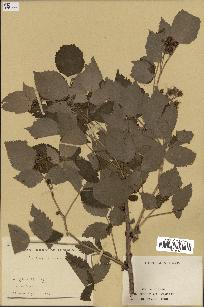 spécimen de Rubus idaeus