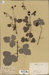 spécimen de Rubus idaeus