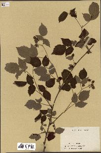 spécimen de Rubus idaeus