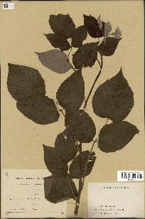 spécimen de Rubus idaeus