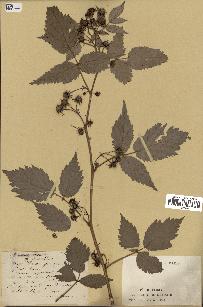 spécimen de Rubus idaeus