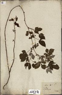 spécimen de Rubus idaeus