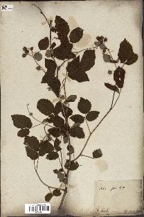 spécimen de Rubus idaeus