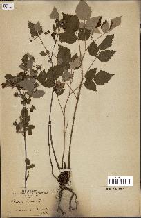 spécimen de Rubus idaeus