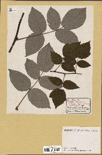 spécimen de Rubus idaeus