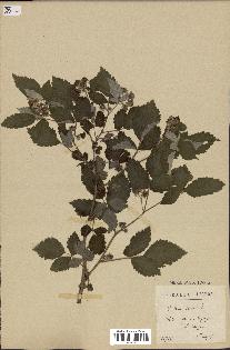 spécimen de Rubus idaeus