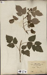 spécimen de Rubus idaeus