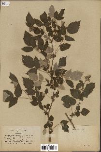 spécimen de Rubus idaeus