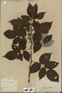 spécimen de Rubus idaeus