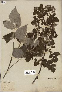 spécimen de Rubus idaeus