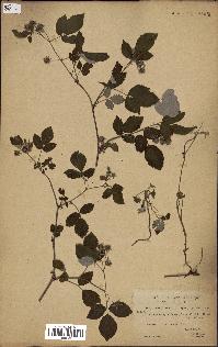 spécimen de Rubus idaeus