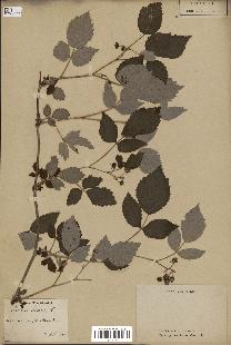 spécimen de Rubus idaeus