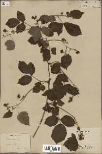 spécimen de Rubus idaeus