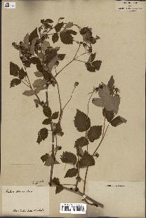 spécimen de Rubus idaeus