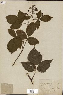 spécimen de Rubus hyperanthus