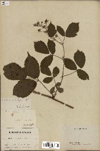 spécimen de Rubus humilis