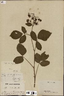 spécimen de Rubus humilis