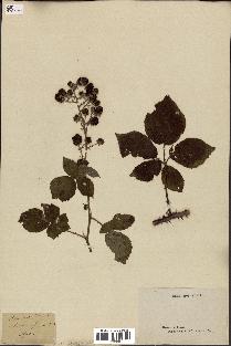 spécimen de Rubus horridus