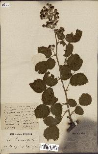 spécimen de Rubus boraeanus