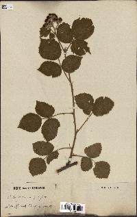 spécimen de Rubus boraeanus